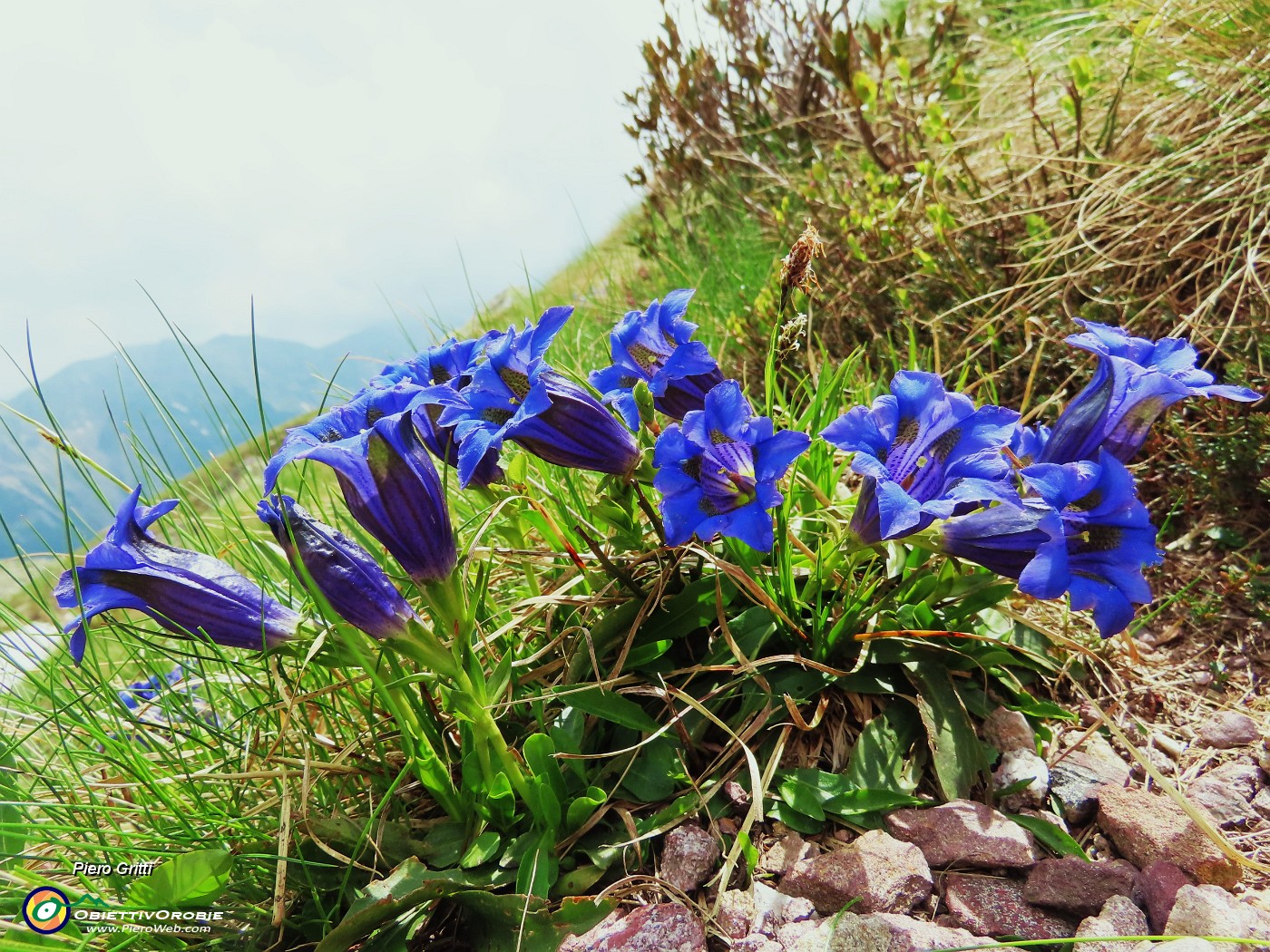 74 Gentiana acaulis (Genziana di Koch).JPG